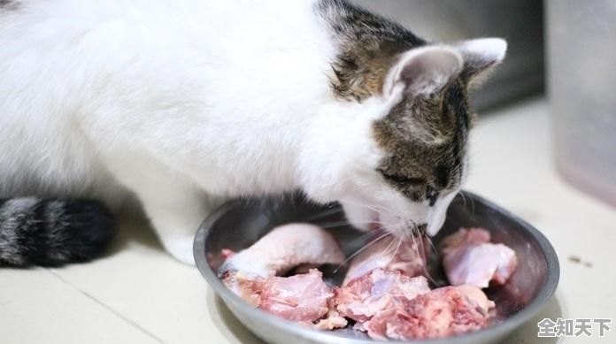 猫咪食用生鸡肉，合适的选择还是潜在风险？